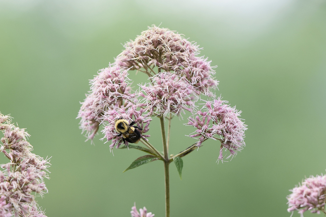 Photo of a bee on a Joe-pye weed flower