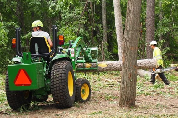 crew removing Amur cork trees with bobcat