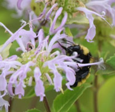 bumble bee on a pink flower