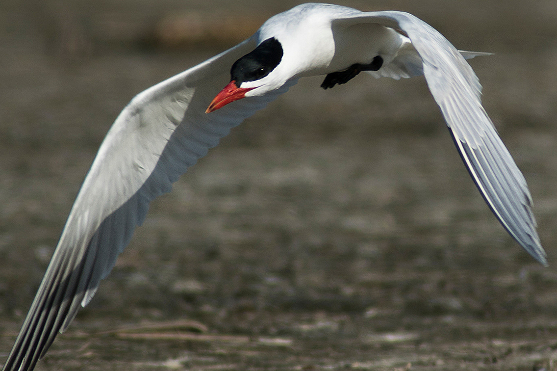 Tern in flight against a mottled background