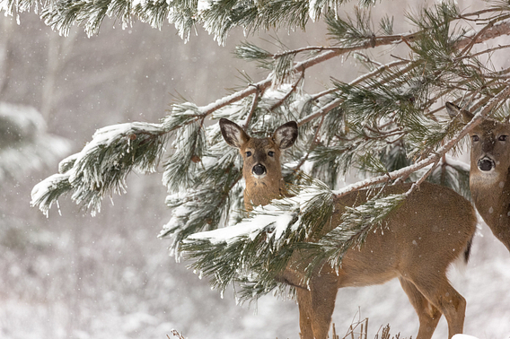 White-tailed deer stand among snow-covered pine branches