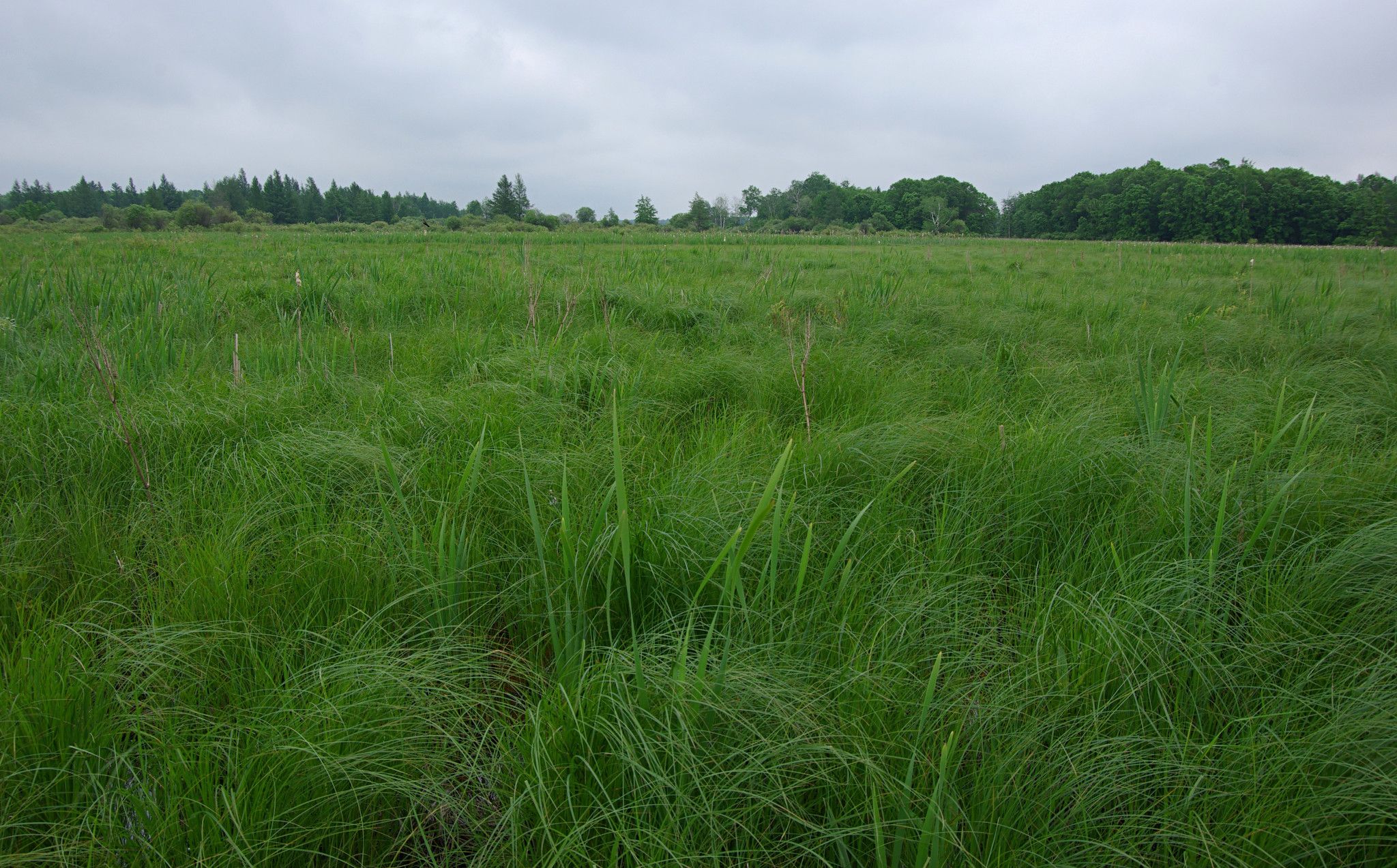 Germania Marsh Wildlife Area | | Wisconsin DNR