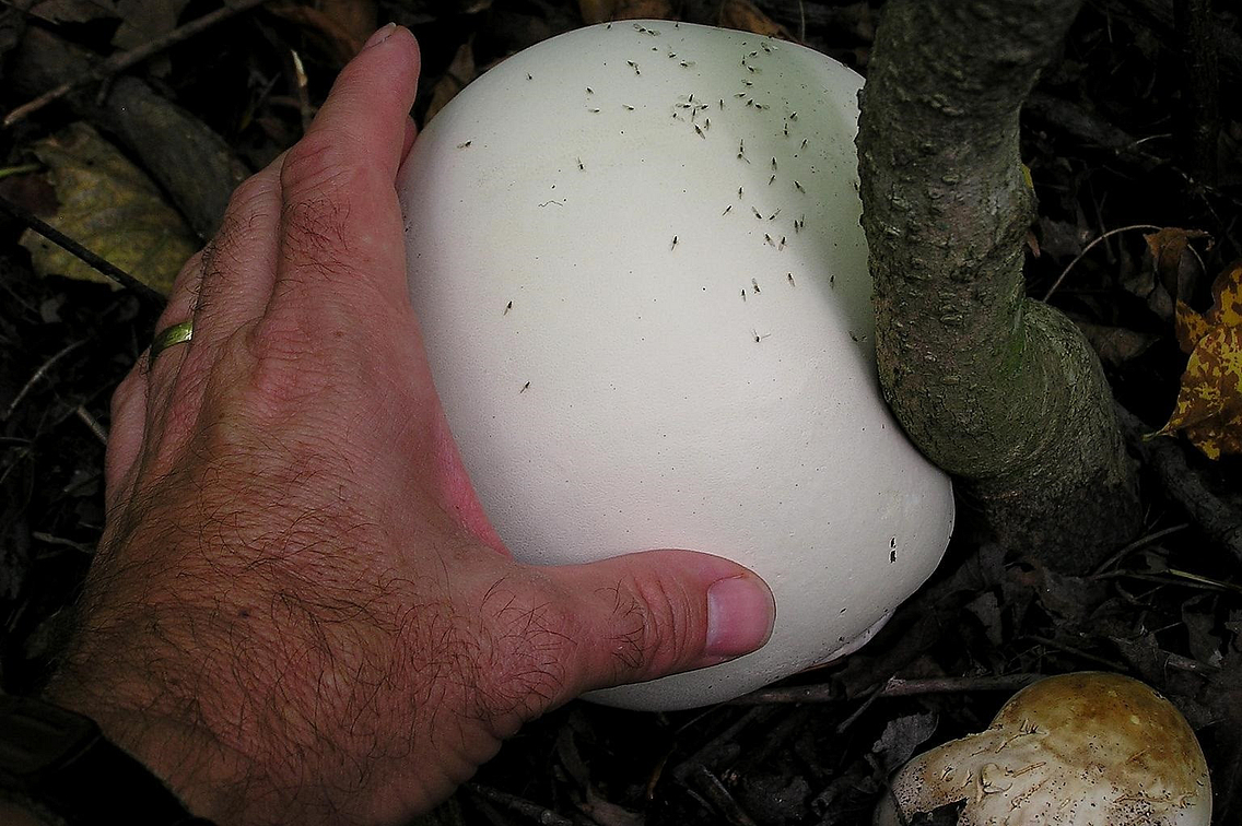 A human holding a giant puffball mushroom