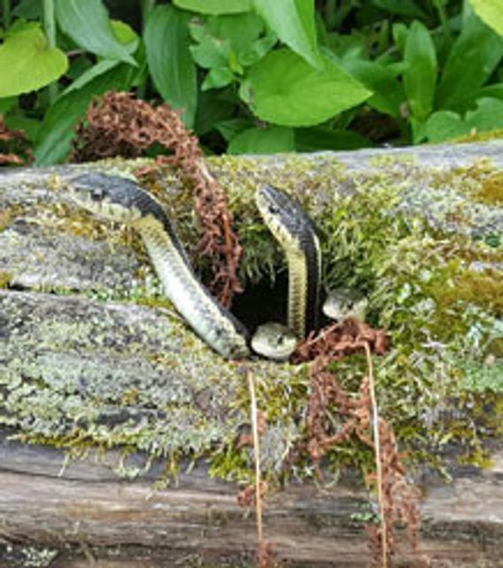several snakes poking their head up from a hollow log