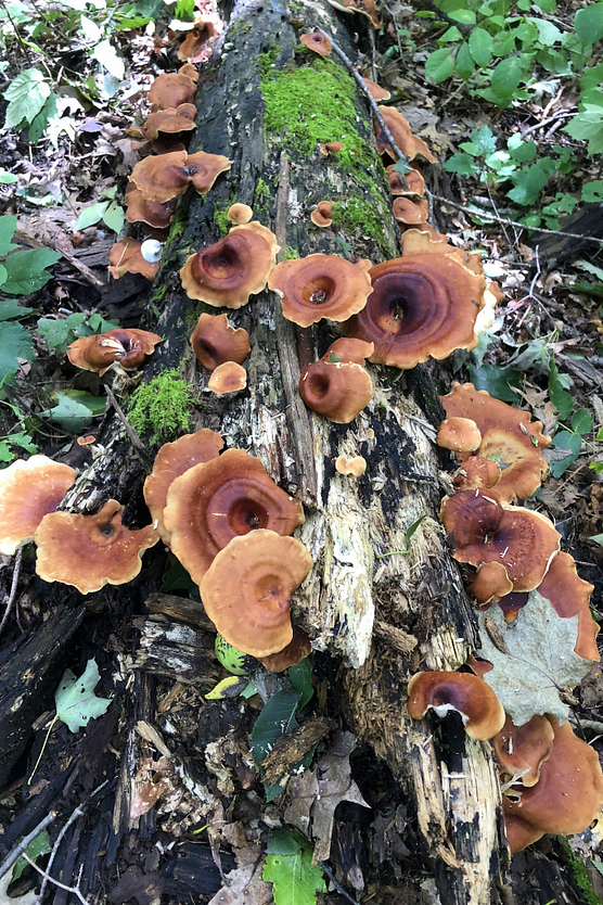 numerous brown striated mushrooms growing on a fallen log.jpg