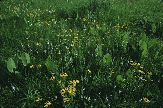 yellow flowers on a prairie