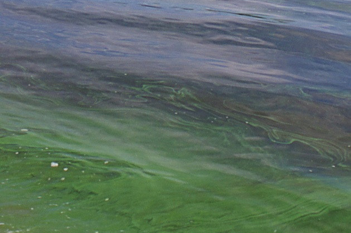 Blue-green algae on the surface of water