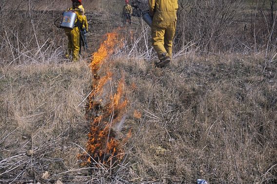 a controlled burn is conducted by trained field staff