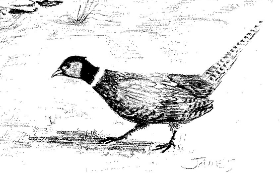 black and white drawing of a ringneck pheasant