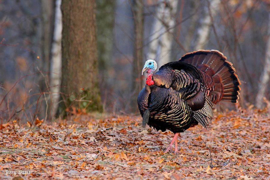  A tom turkey displaying in fall - Photo credit: Jerry Davis