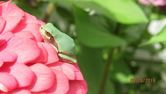 green frog on bright pink flower
