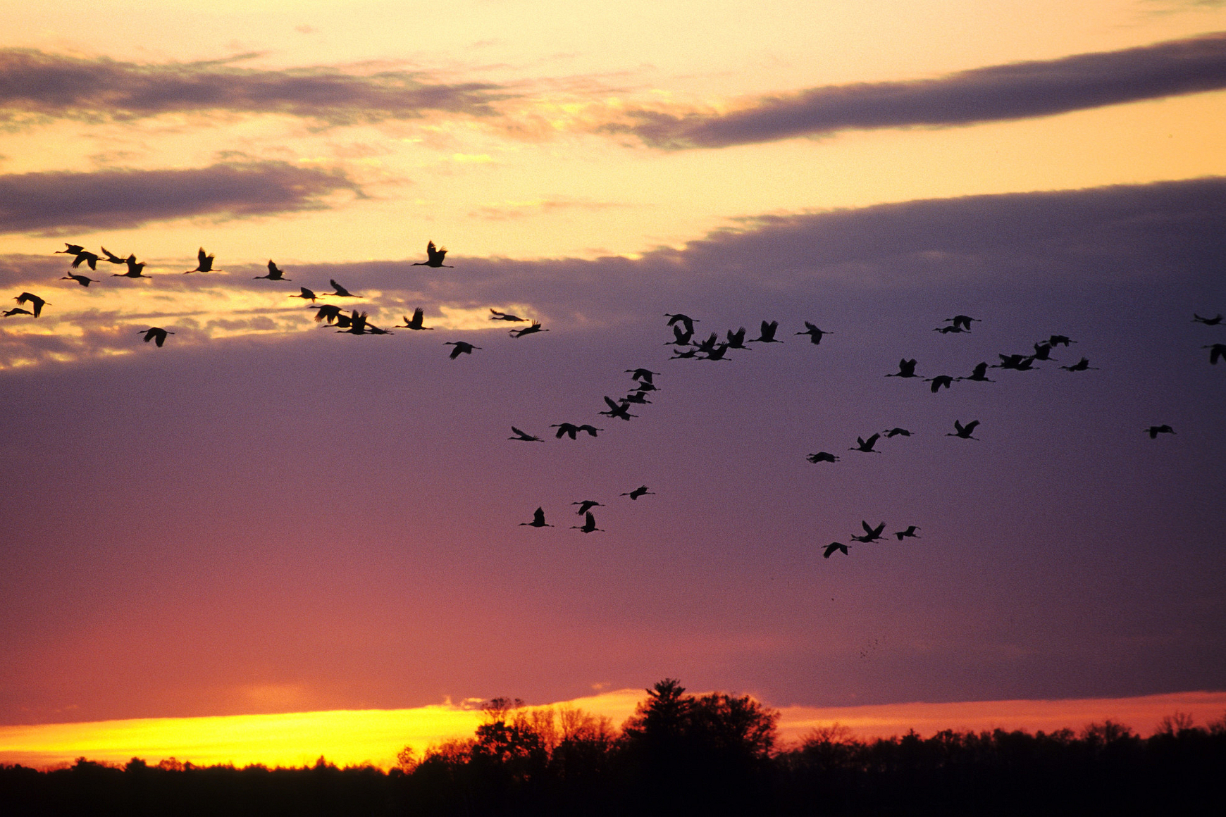 Sandhill cranes fly through a pink sunset over marshy area