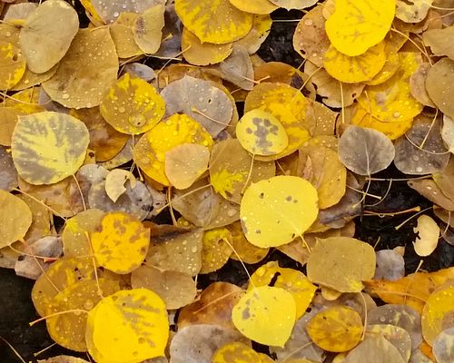 Aspen Leaves