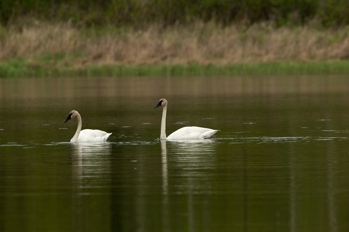 Pair of trumpeter swans swimming in lake