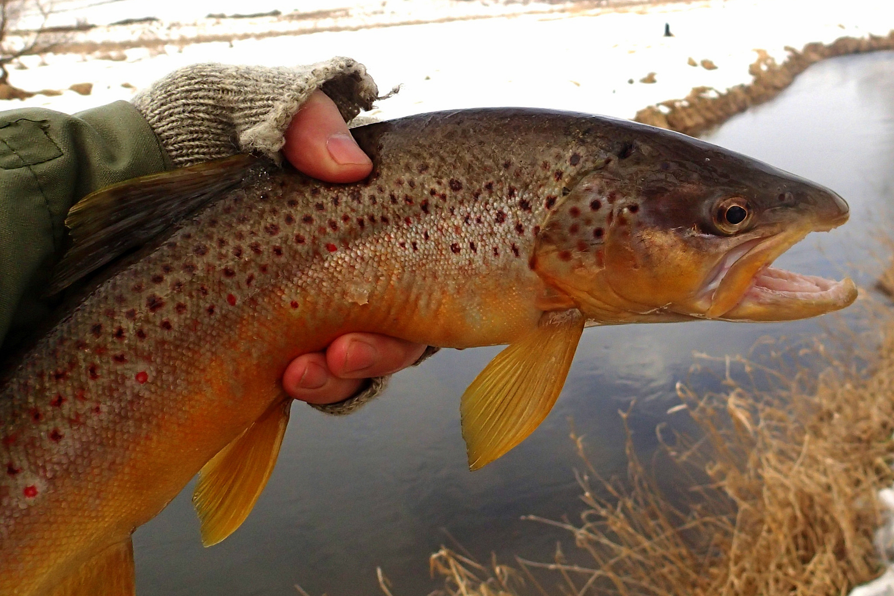 Closeup photo of a brown trout in anglers gloved hand