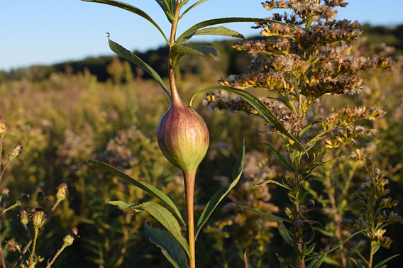 Gall of the goldenrod gall fly