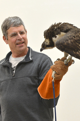 Man with orange leather glove on his left hand holds an osprey