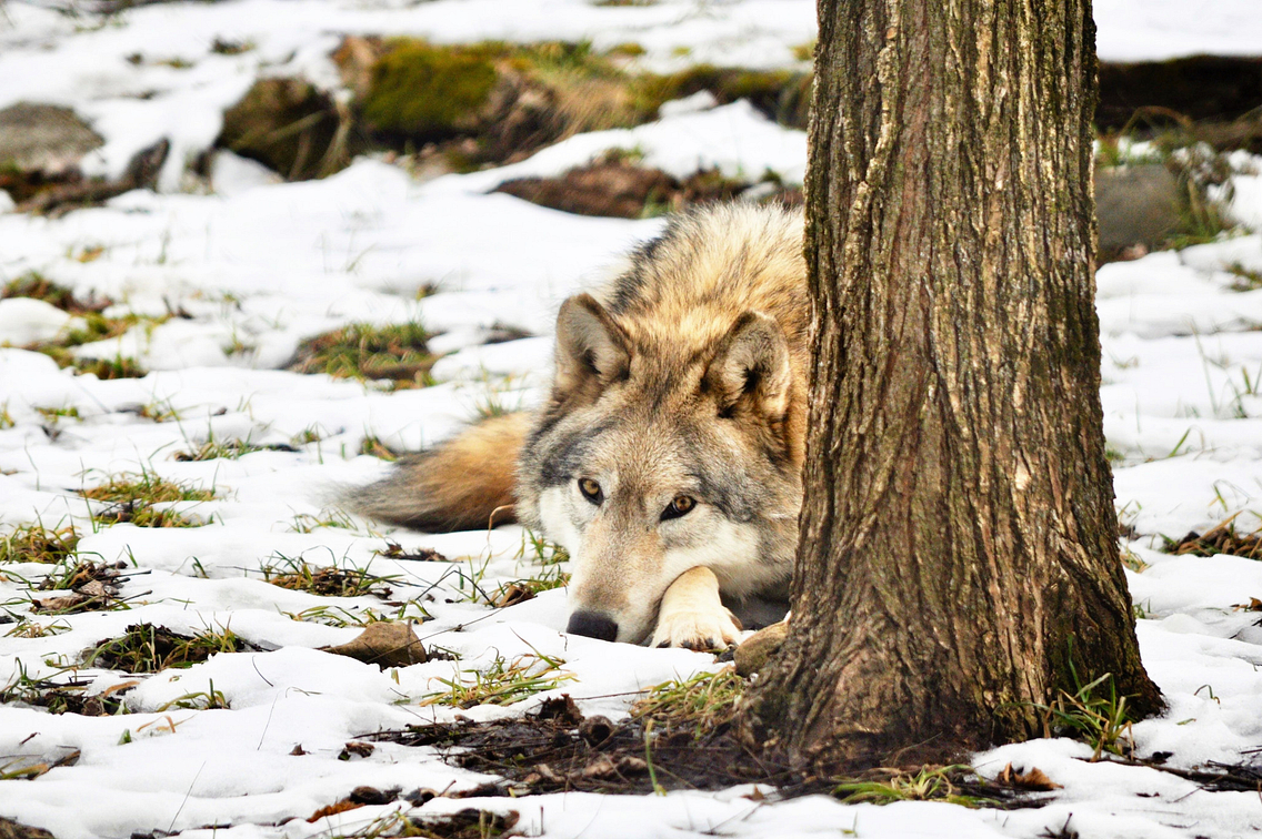 Timber-Grey-Wolf-Canis-lupus-6---MacKenzie-Center.jpeg