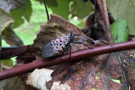 spotted lanternfly