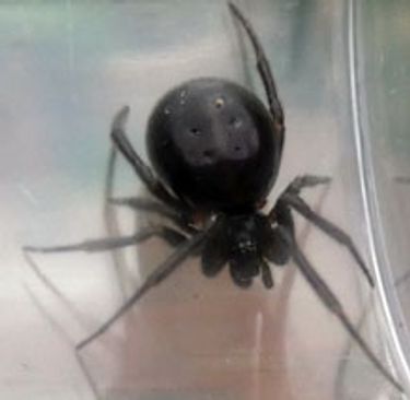 black spider