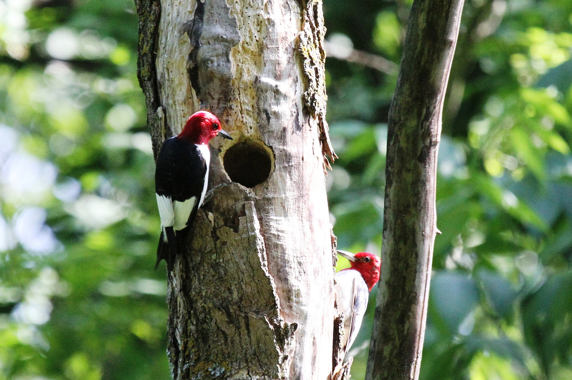 Two red-headed woodpeckers in a tree