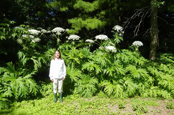 woman stands beneath giant hogweed