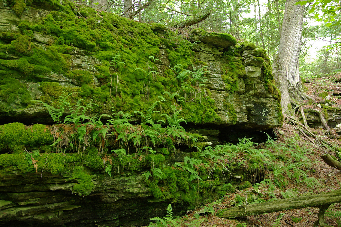 Lush, green ferns growing on rock cliff with moss and trees growing throughout