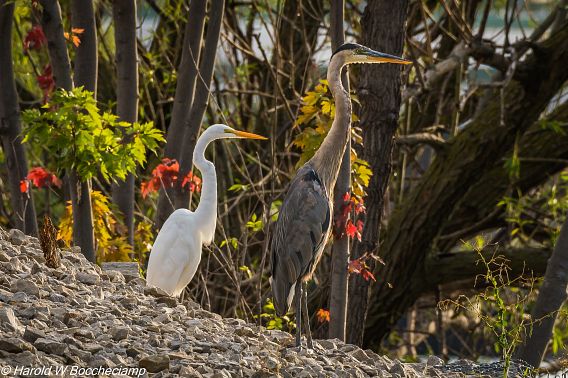 great egret and great blue heron standing side by side
