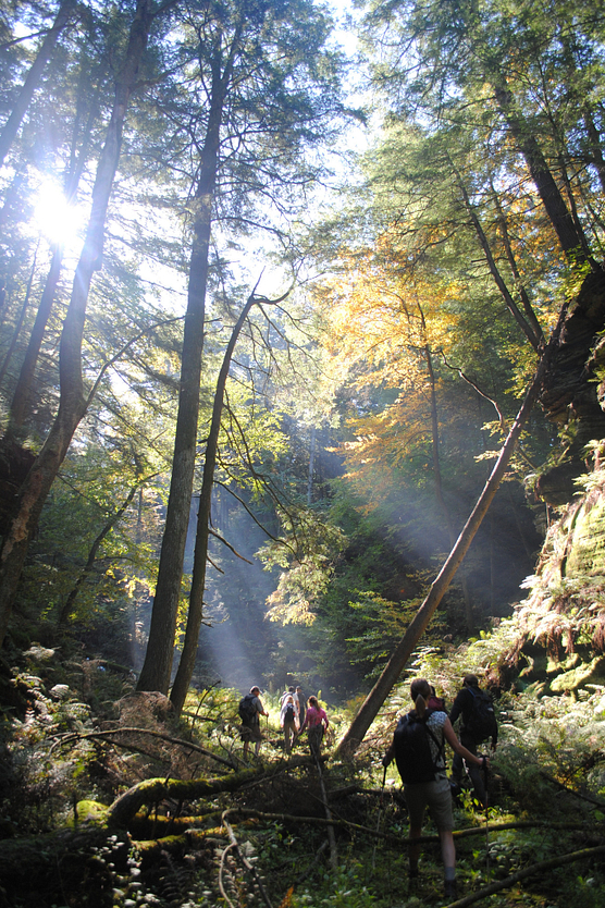 Photo of group of people walking through sunlit woods