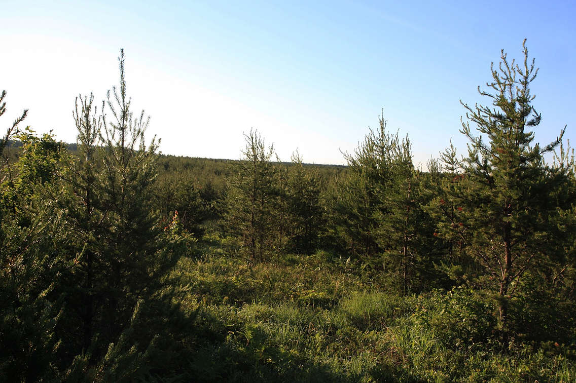 Remote area of young jack pine