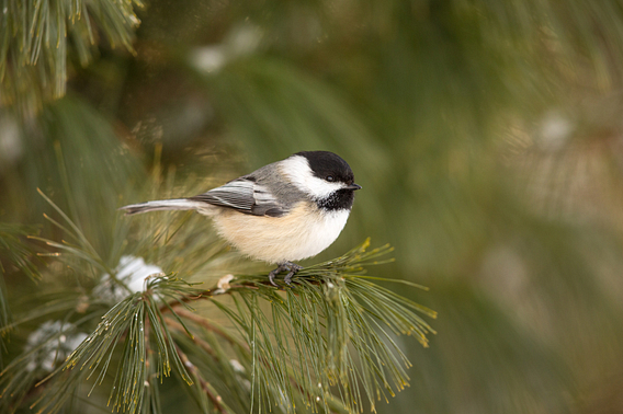 Fluffed up black-capped chickadee perched on a snowy pine tree branch