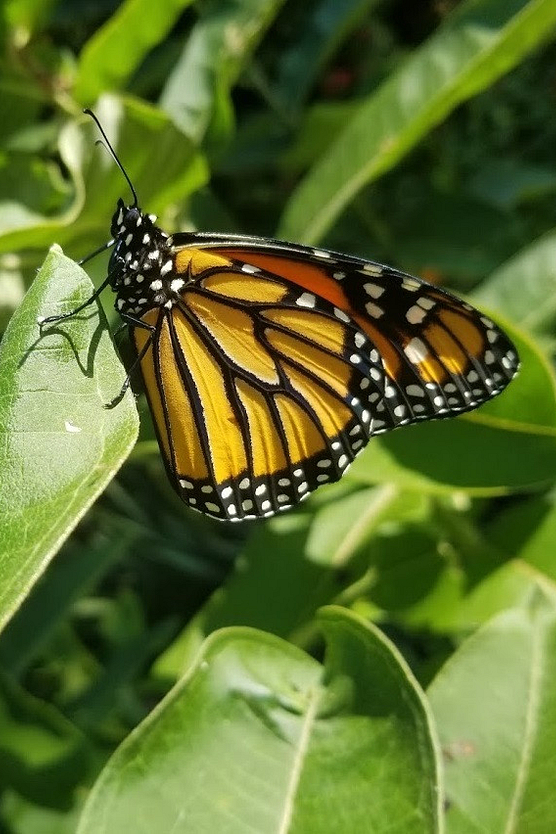 Photo of monarch butterfly on milkweed