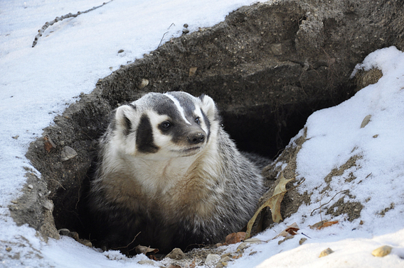 American badger emerges from his burrow