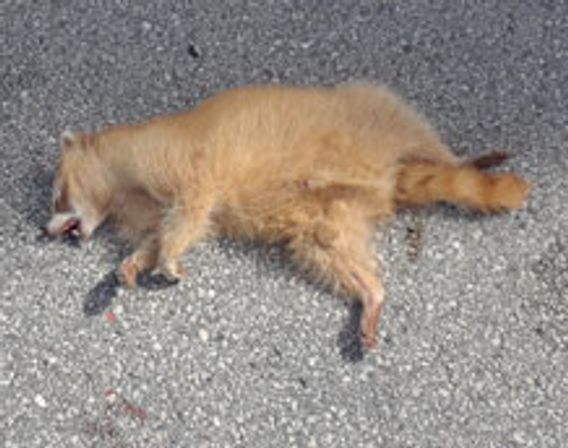 aberrant blonde raccoon found dead