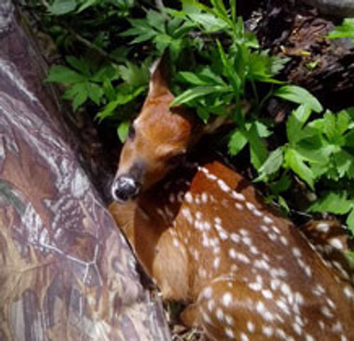 fawn sitting partially hidden in long grass