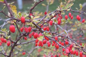 Japanese barberry