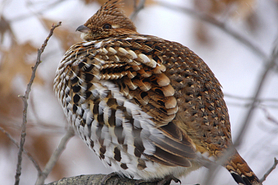 Puffed up ruffed grouse perched on a tree branch