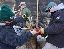 DNR staff working with Wisconsin elk.