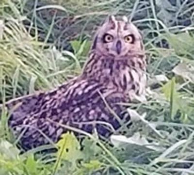 short-eared owl