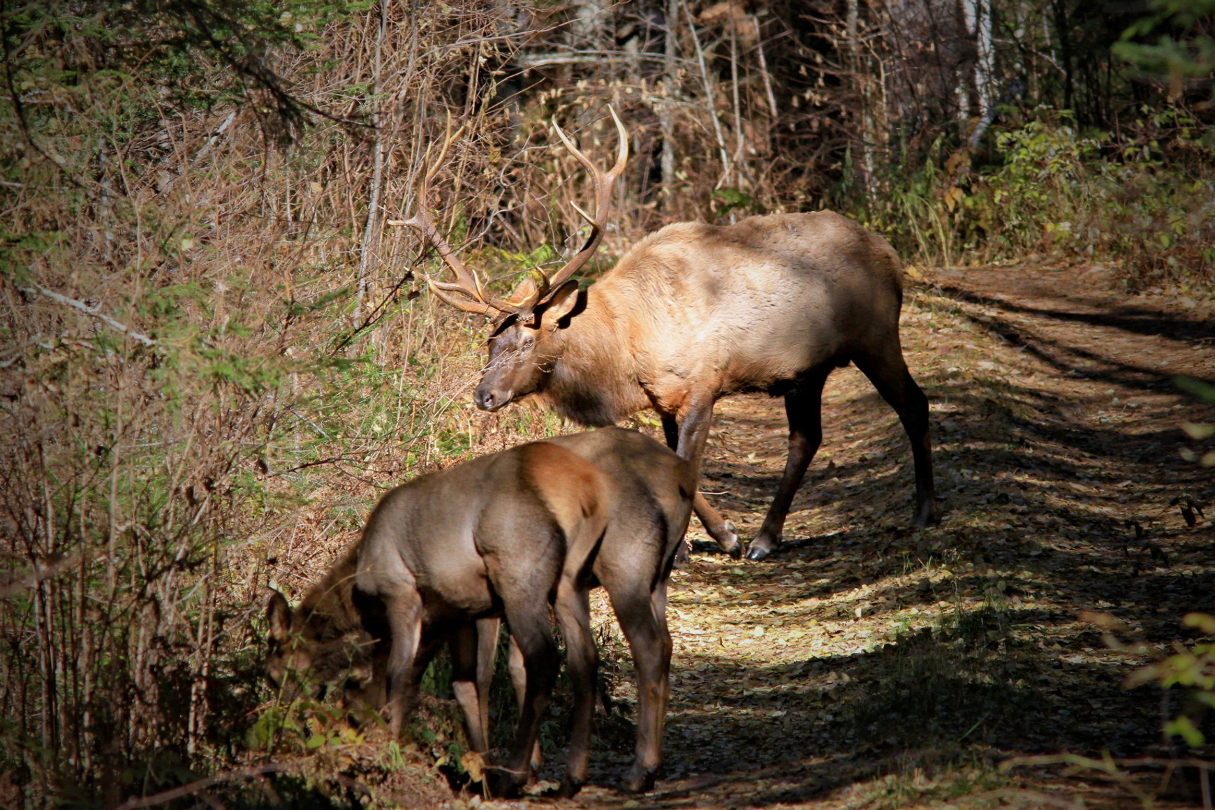 A large bull elk and two cows in forested setting